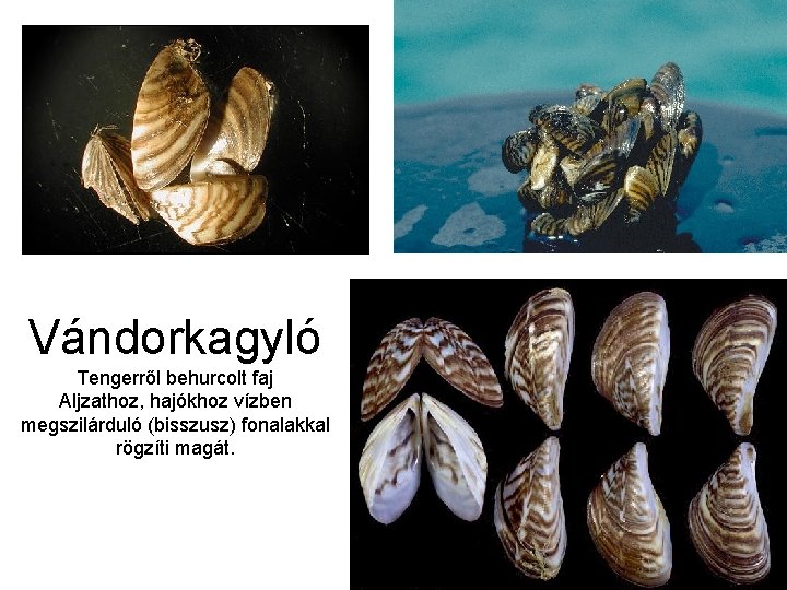 Vándorkagyló Tengerről behurcolt faj Aljzathoz, hajókhoz vízben megszilárduló (bisszusz) fonalakkal rögzíti magát. 