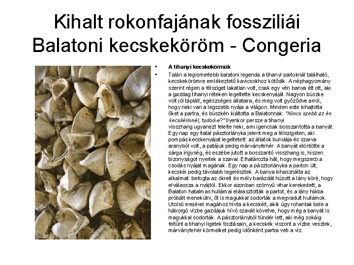 Kihalt rokonfajának fossziliái Balatoni kecskeköröm - Congeria • • A tihanyi kecskekörmök Talán a