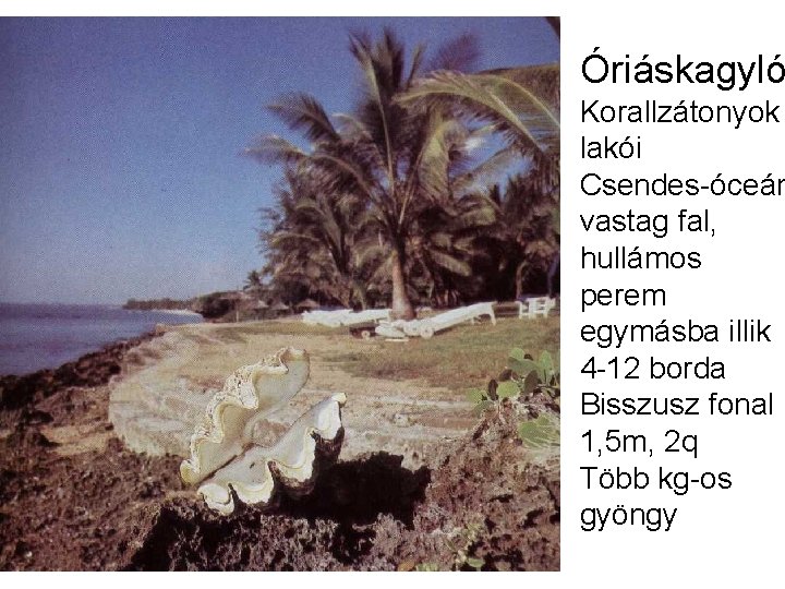 Óriáskagyló Korallzátonyok lakói Csendes-óceán vastag fal, hullámos perem egymásba illik 4 -12 borda Bisszusz