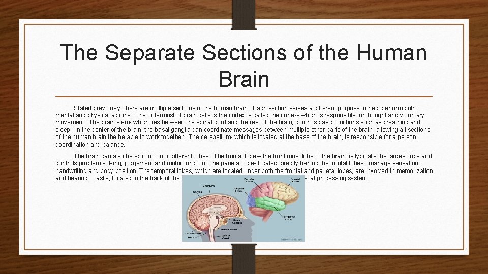 The Separate Sections of the Human Brain Stated previously, there are multiple sections of