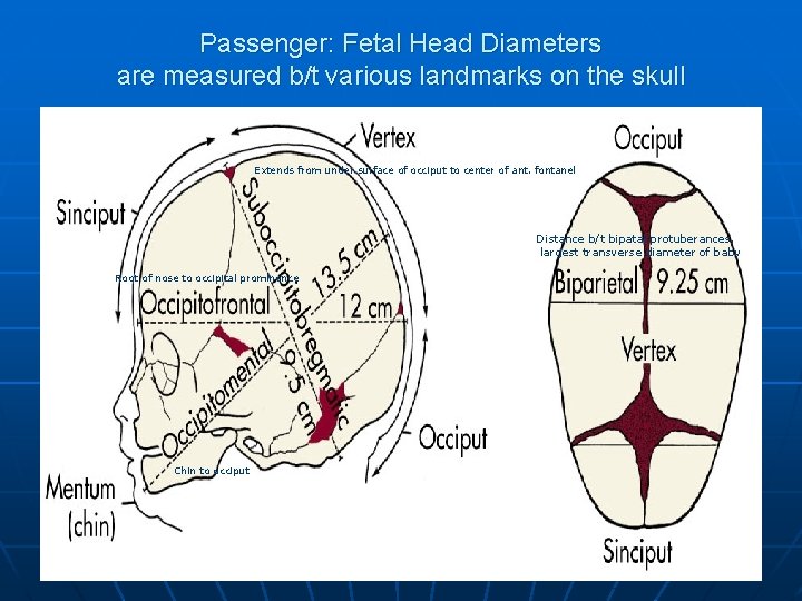 Passenger: Fetal Head Diameters are measured b/t various landmarks on the skull Extends from