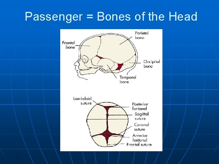 Passenger = Bones of the Head 