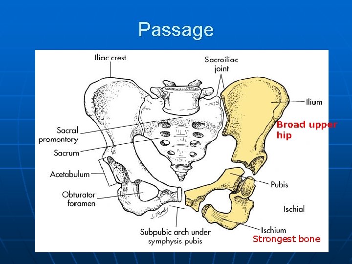 Passage Broad upper hip Strongest bone 