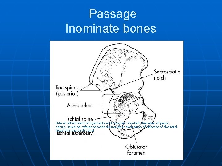 Passage Inominate bones Site of attachment of ligaments and muscles, shortest diameter of pelvic