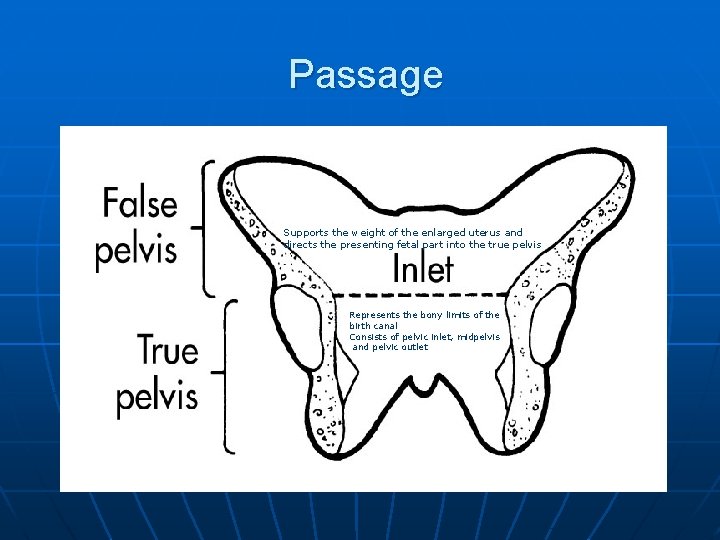 Passage Supports the weight of the enlarged uterus and directs the presenting fetal part