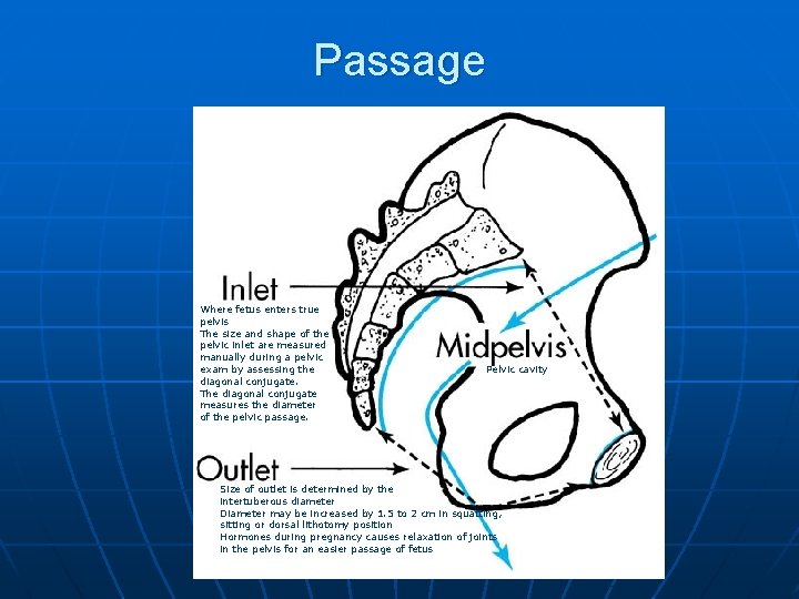 Passage Where fetus enters true pelvis The size and shape of the pelvic inlet