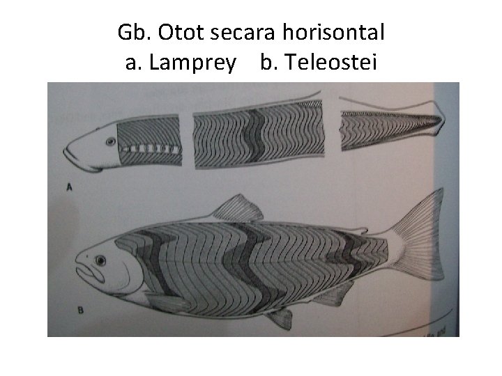 Gb. Otot secara horisontal a. Lamprey b. Teleostei 