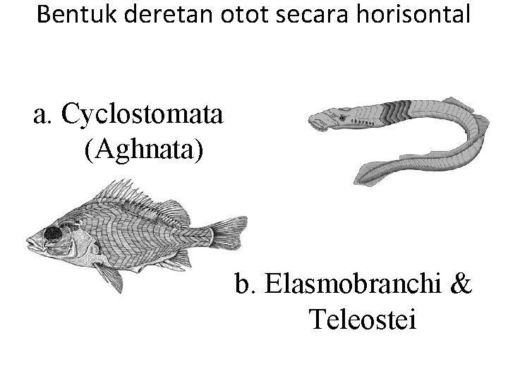 Bentuk deretan otot secara horisontal a. Cyclostomata (Aghnata) b. Elasmobranchi & Teleostei 