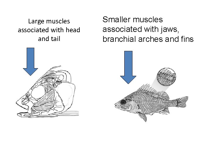 Large muscles associated with head and tail Smaller muscles associated with jaws, branchial arches