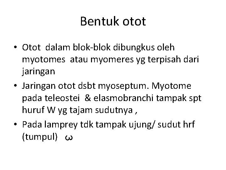 Bentuk otot 3 • Otot dalam blok-blok dibungkus oleh myotomes atau myomeres yg terpisah