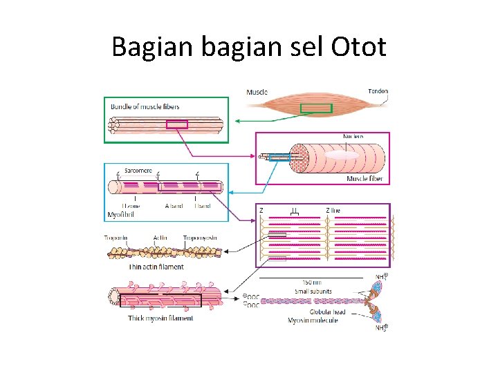 Bagian bagian sel Otot 