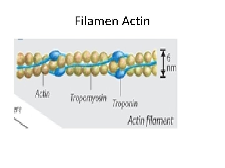 Filamen Actin 