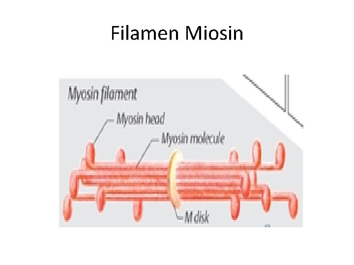 Filamen Miosin 