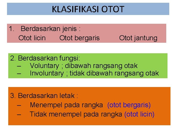 KLASIFIKASI OTOT 1. Berdasarkan jenis : Otot licin Otot bergaris Otot jantung 2. Berdasarkan