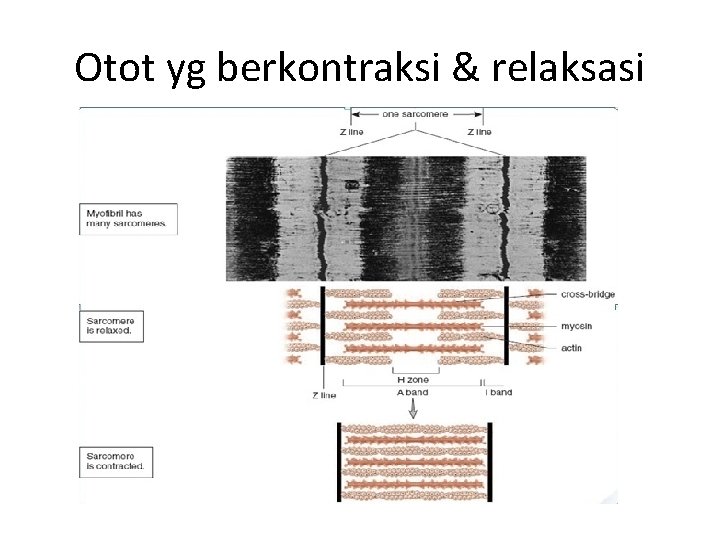 Otot yg berkontraksi & relaksasi 