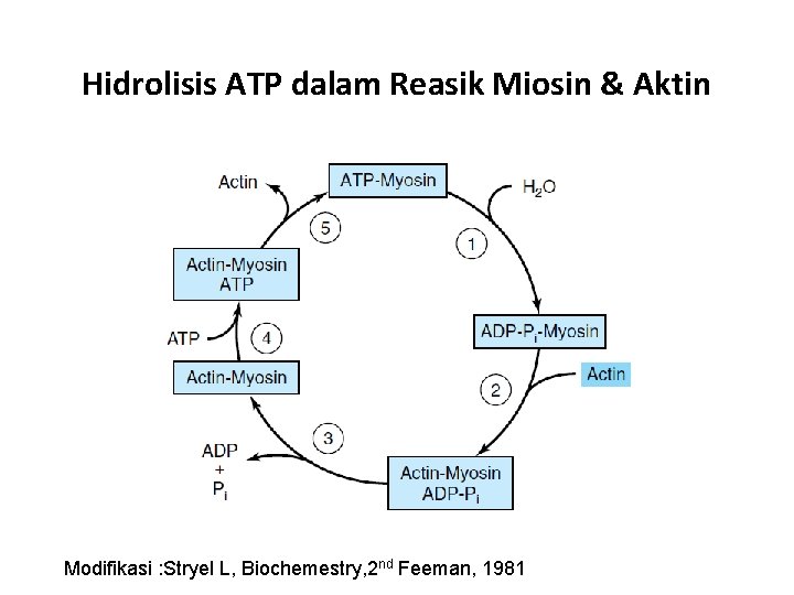 Hidrolisis ATP dalam Reasik Miosin & Aktin Modifikasi : Stryel L, Biochemestry, 2 nd