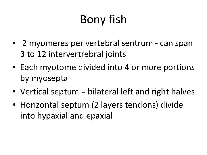 Bony fish • 2 myomeres per vertebral sentrum - can span 3 to 12