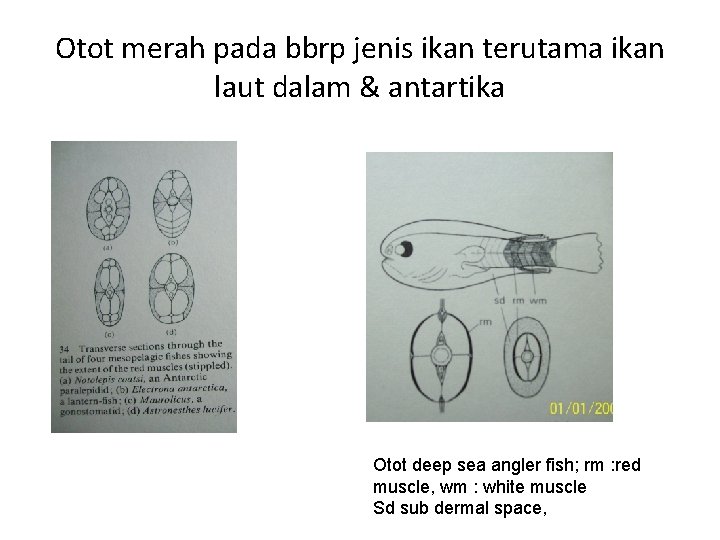 Otot merah pada bbrp jenis ikan terutama ikan laut dalam & antartika Otot deep