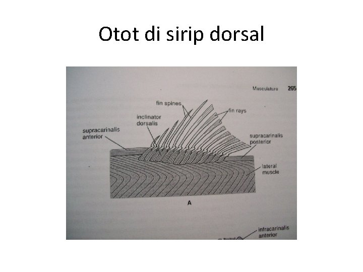 Otot di sirip dorsal 