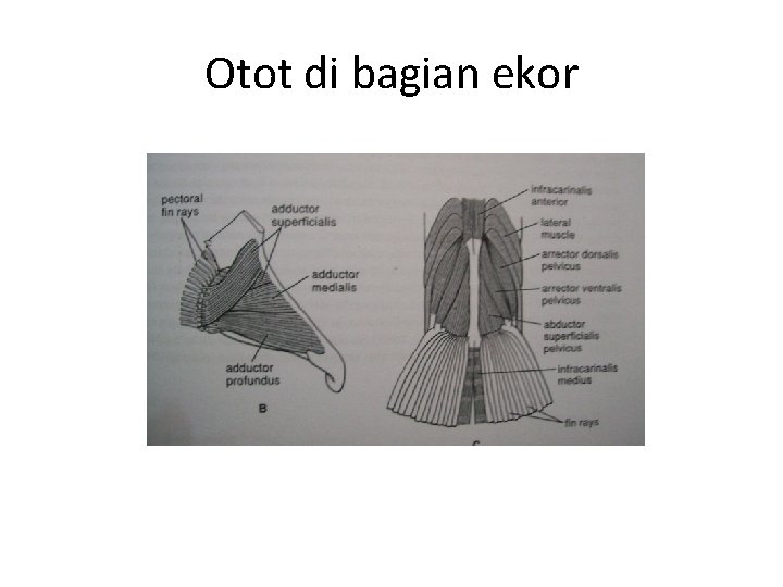 Otot di bagian ekor 