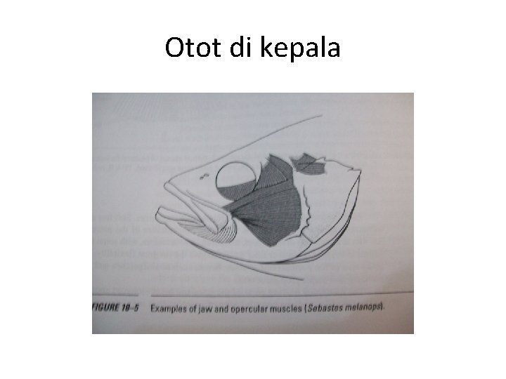 Otot di kepala 