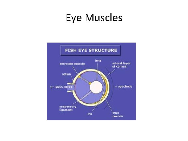 Eye Muscles 