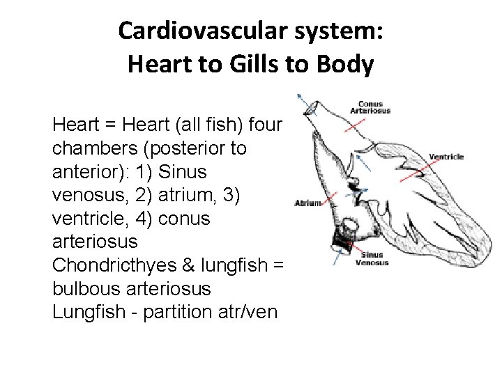 Cardiovascular system: Heart to Gills to Body Heart = Heart (all fish) four chambers