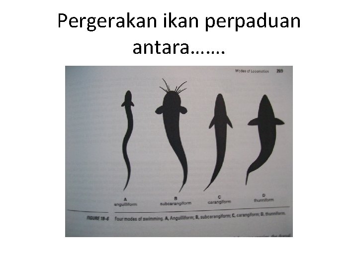 Pergerakan ikan perpaduan antara……. 