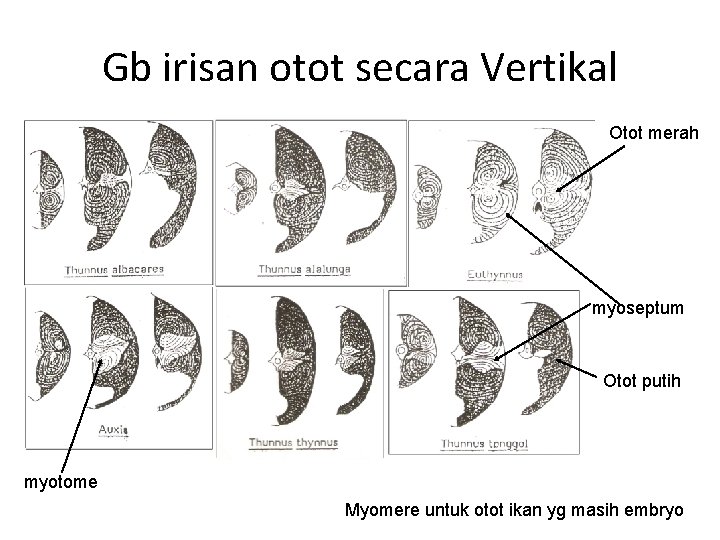 Gb irisan otot secara Vertikal Otot merah myoseptum Otot putih myotome Myomere untuk otot