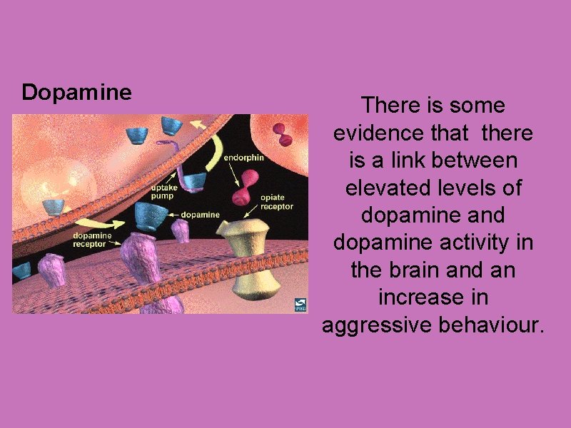 Dopamine There is some evidence that there is a link between elevated levels of