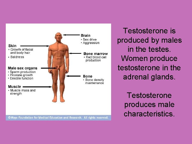 Testosterone is produced by males in the testes. Women produce testosterone in the adrenal