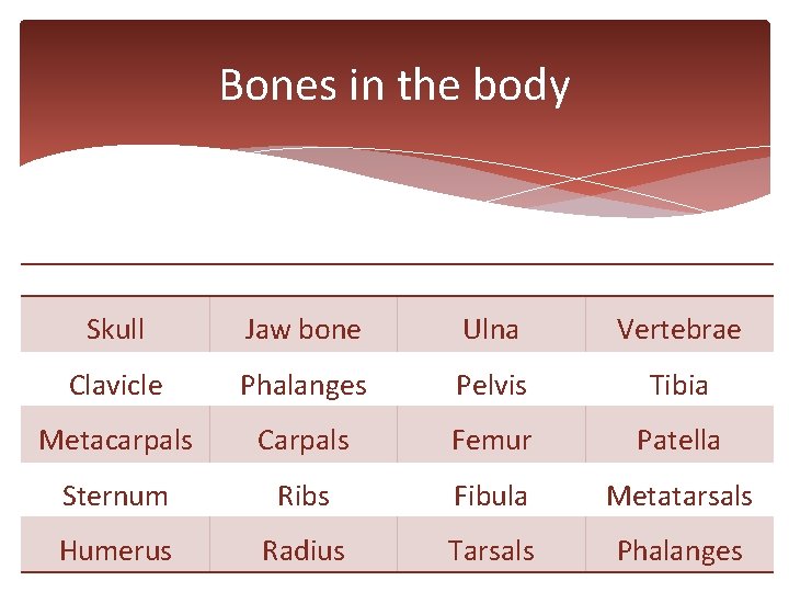 Bones in the body Skull Jaw bone Ulna Vertebrae Clavicle Phalanges Pelvis Tibia Metacarpals