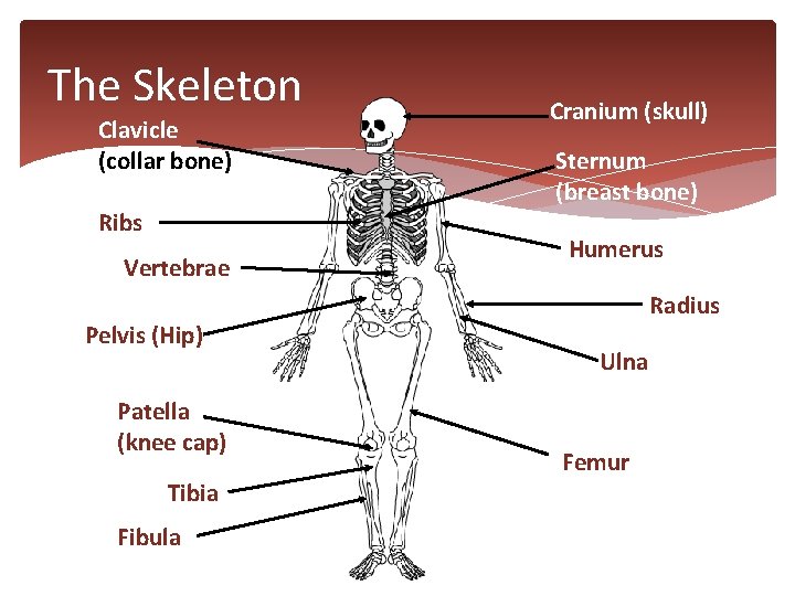 The Skeleton Clavicle (collar bone) Ribs Vertebrae Pelvis (Hip) Patella (knee cap) Tibia Fibula
