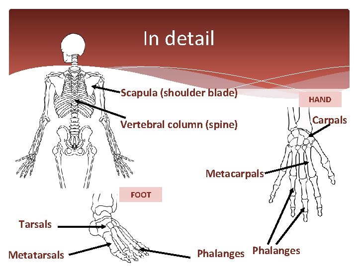In detail Scapula (shoulder blade) Vertebral column (spine) Metacarpals FOOT Tarsals Metatarsals Phalanges HAND