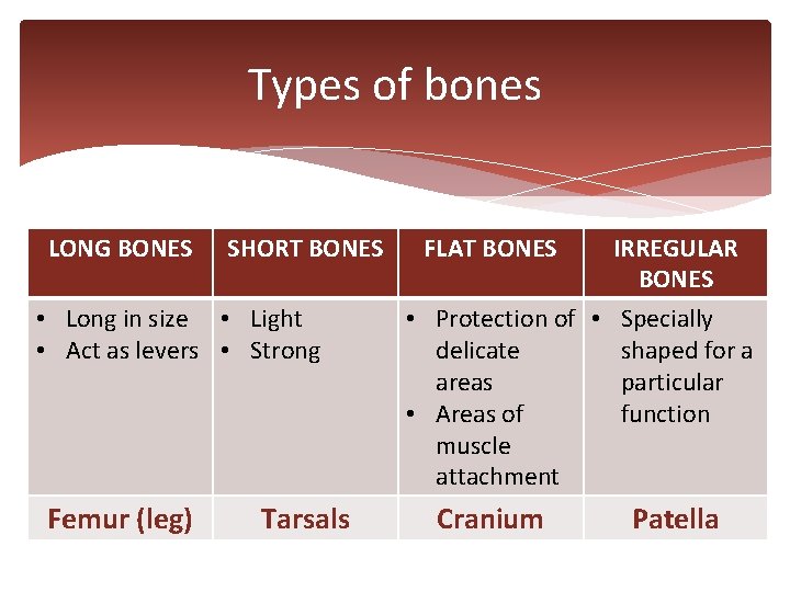 Types of bones LONG BONES SHORT BONES • Long in size • Light •
