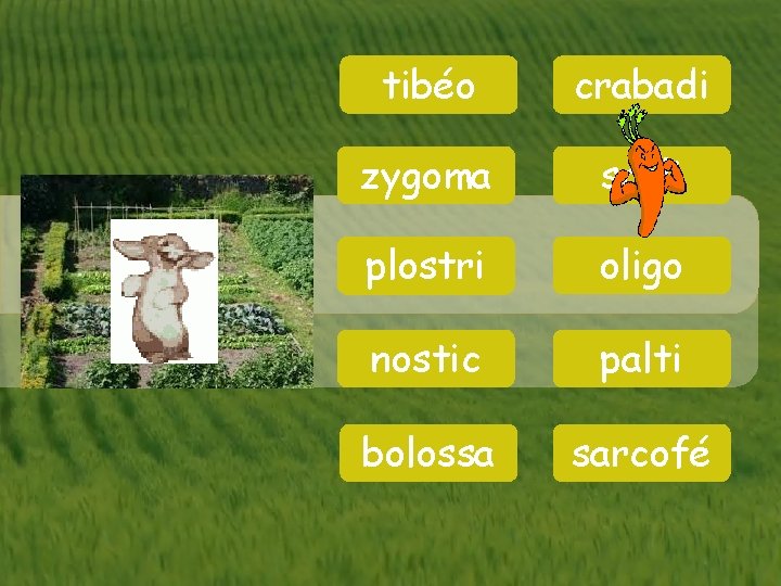 tibéo crabadi zygoma scoli plostri oligo nostic palti bolossa sarcofé 