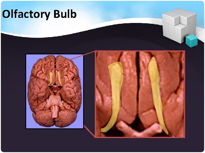 Olfactory Bulb 