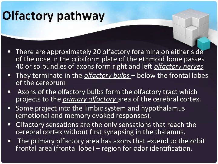 Olfactory pathway § There approximately 20 olfactory foramina on either side of the nose