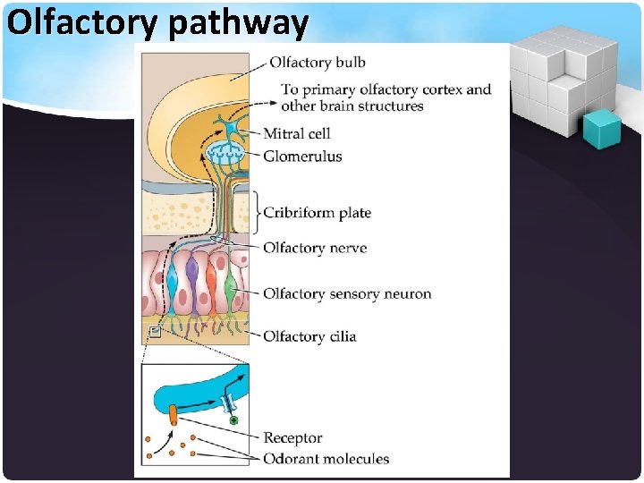 Olfactory pathway 