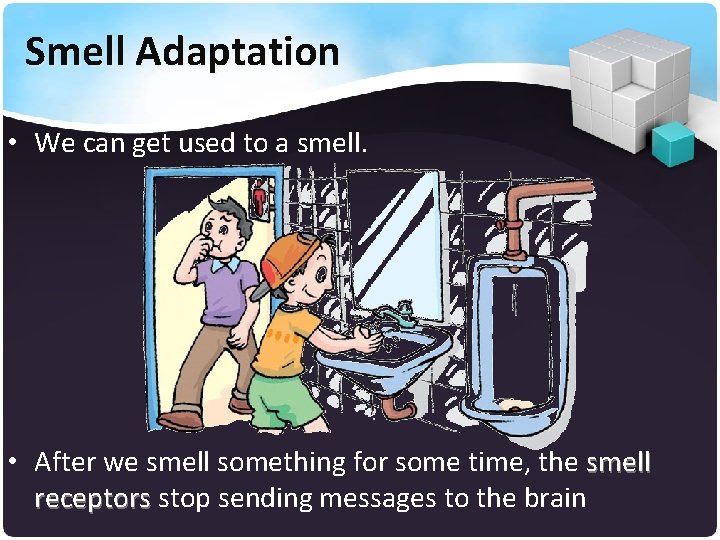 Smell Adaptation • We can get used to a smell. • After we smell