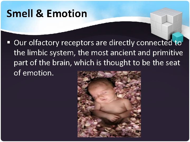 Smell & Emotion § Our olfactory receptors are directly connected to the limbic system,