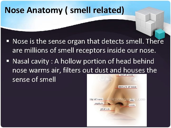 Nose Anatomy ( smell related) § Nose is the sense organ that detects smell.