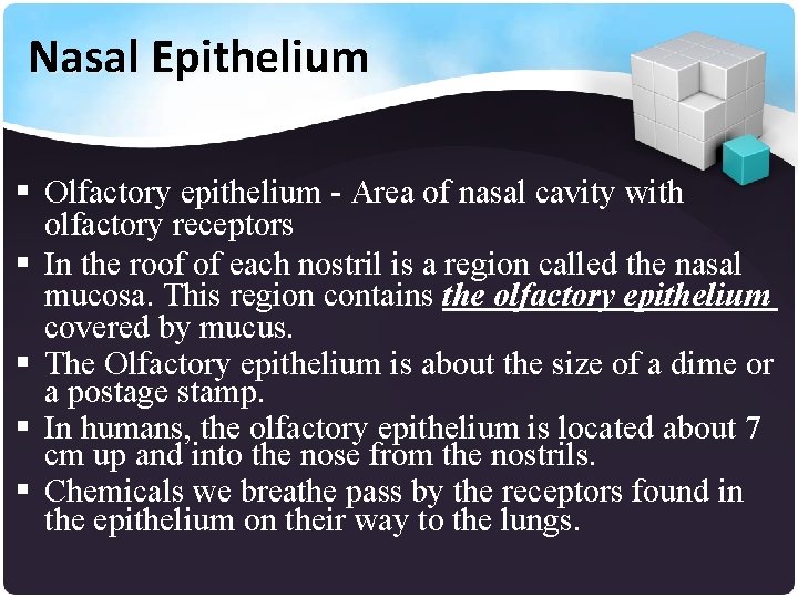 Nasal Epithelium § Olfactory epithelium - Area of nasal cavity with olfactory receptors §