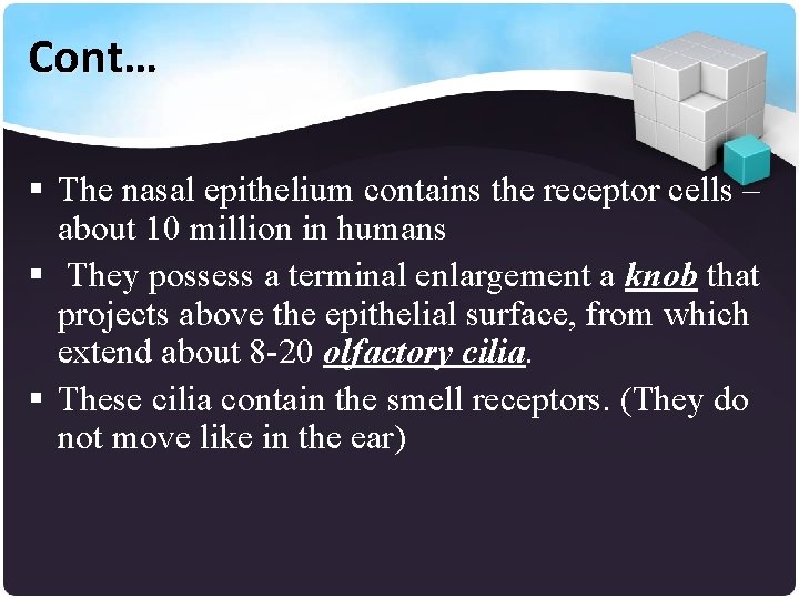 Cont… § The nasal epithelium contains the receptor cells – about 10 million in