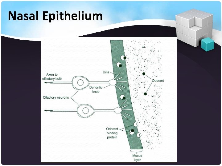 Nasal Epithelium 