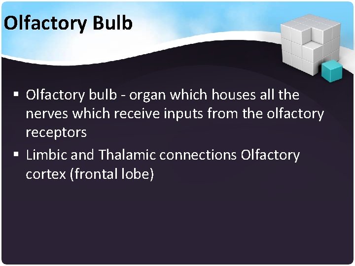 Olfactory Bulb § Olfactory bulb - organ which houses all the nerves which receive