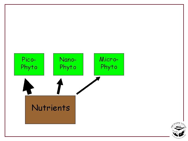 Pico. Phyto Nano. Phyto Nutrients Micro. Phyto 