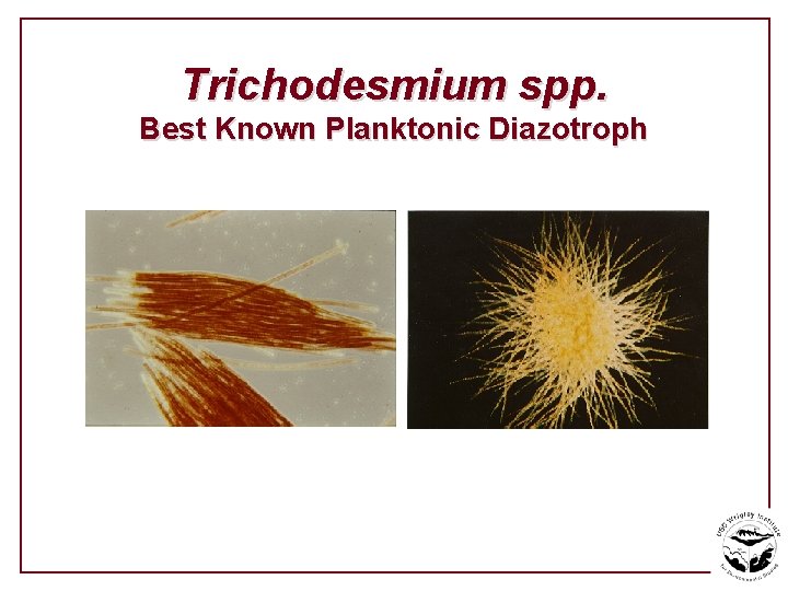 Trichodesmium spp. Best Known Planktonic Diazotroph 