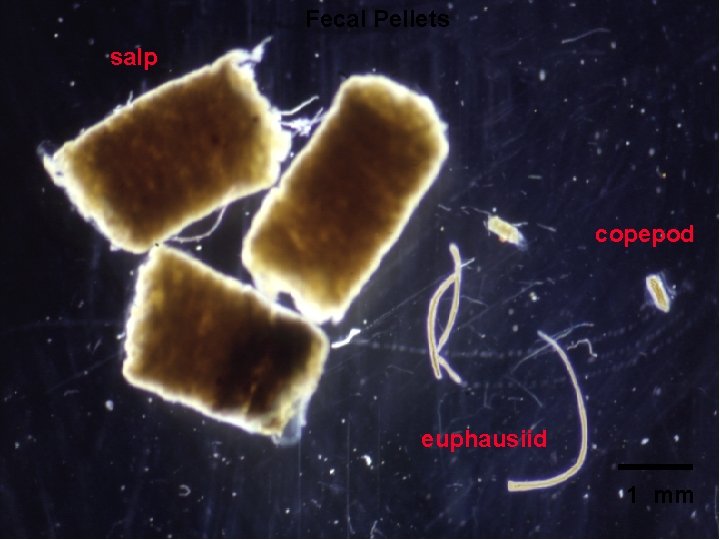 Fecal Pellets salp copepod euphausiid 1 mm 