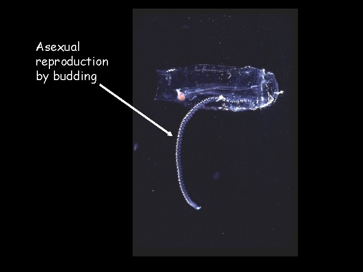 Asexual reproduction by budding 